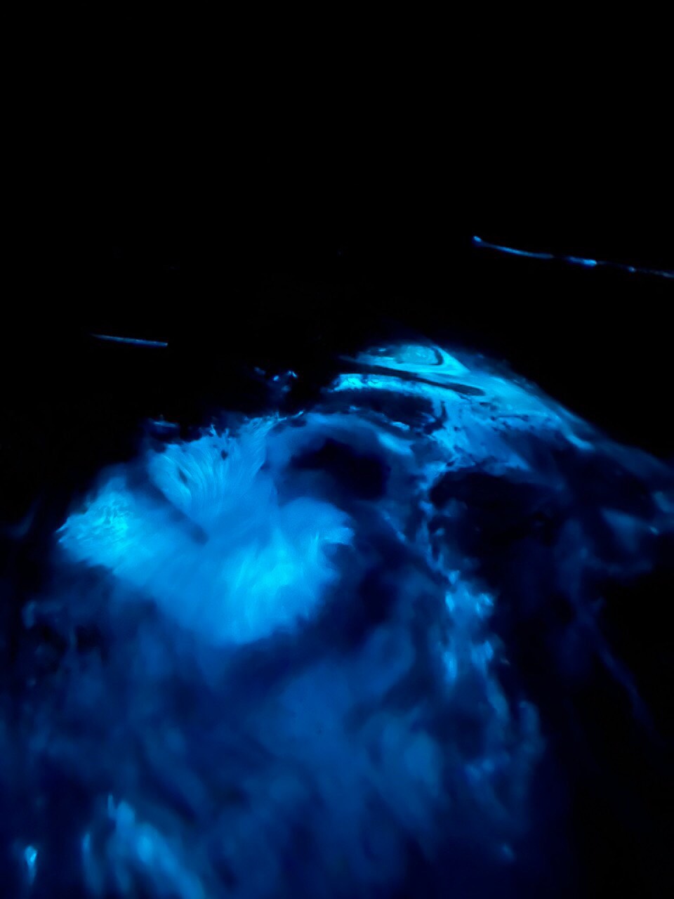 NIGHT KAYAKING WITH GLOWING PLANKTONS BIOLUMINESCENT