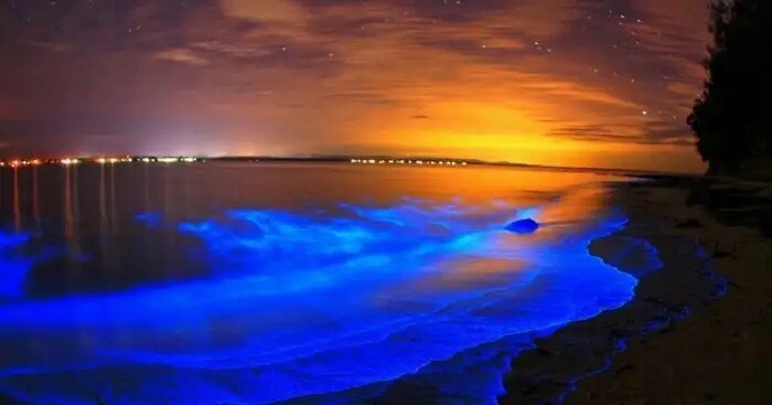 NIGHT KAYAKING WITH GLOWING PLANKTONS BIOLUMINESCENT